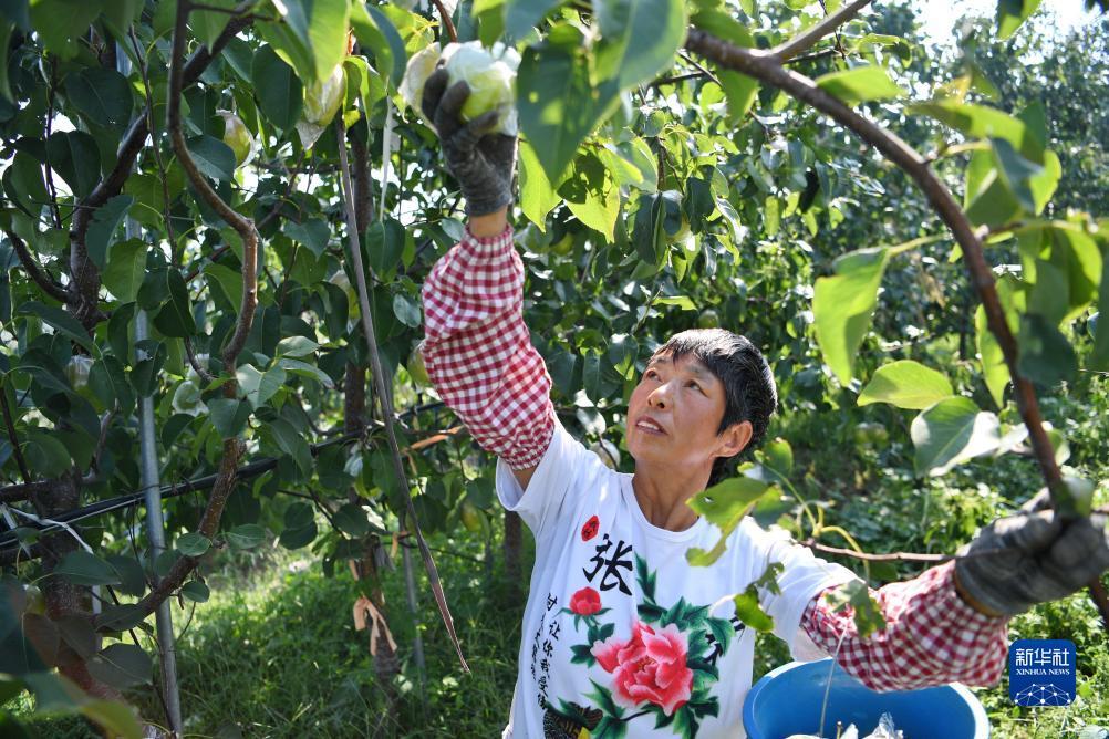 大圣闹海游戏平台